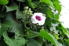 Ipomoea campanulata